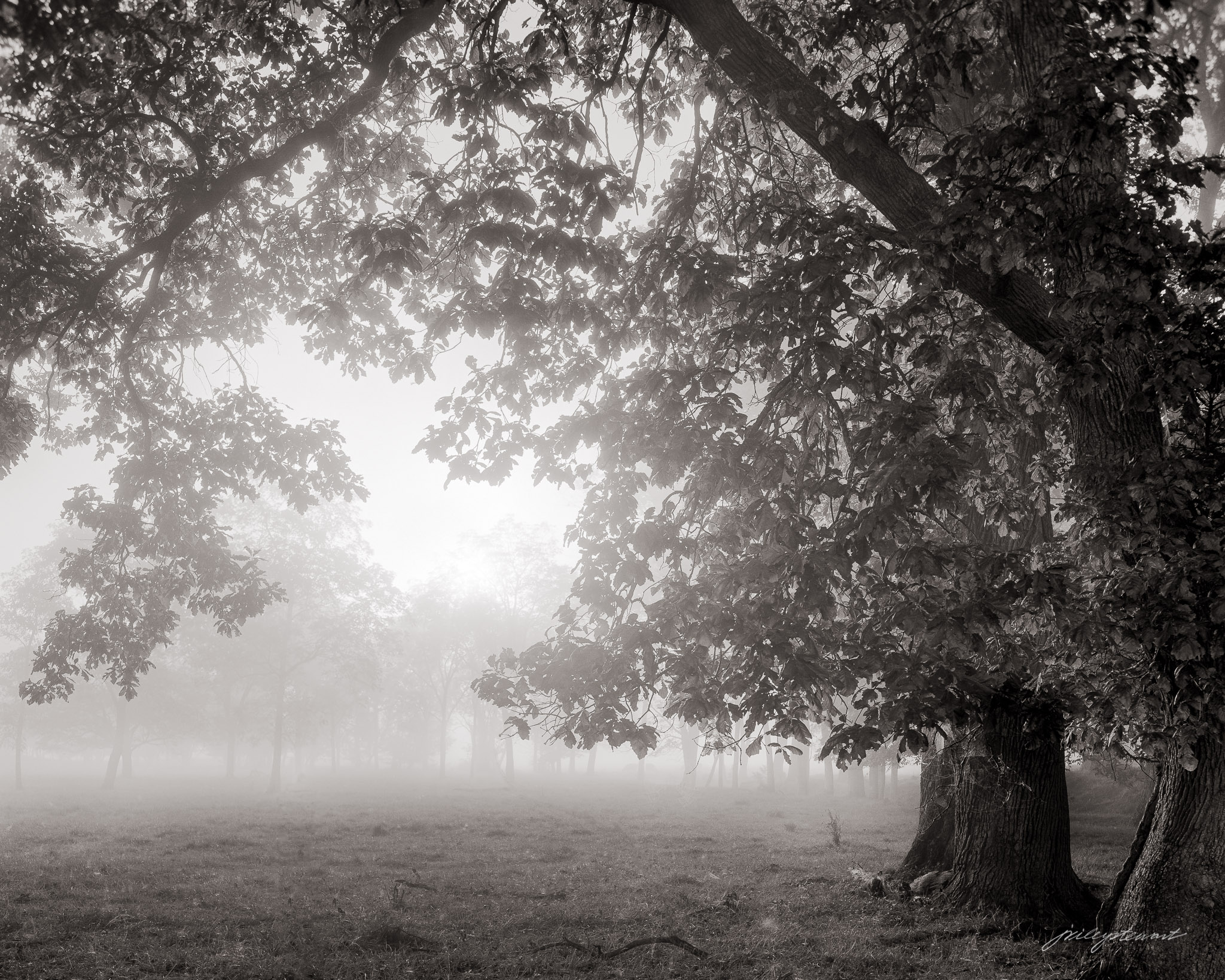Fog in the Forest